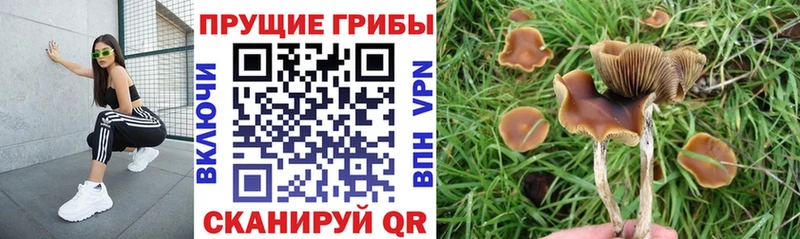 Псилоцибиновые грибы Psilocybine cubensis Шумерля